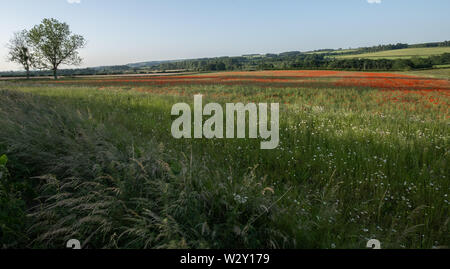 Schöne Bilder von Mohn in den Cotswolds wächst. Iconic Blumen im Zusammenhang mit Kriegen auf der ganzen Welt. Stockfoto