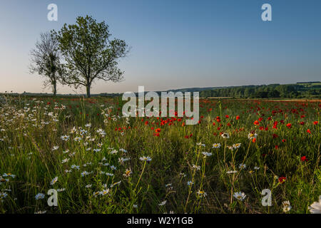 Schöne Bilder von Mohn in den Cotswolds wächst. Iconic Blumen im Zusammenhang mit Kriegen auf der ganzen Welt. Stockfoto