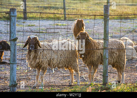 Schaf im Zaun auf dem Gras und am Morgen die Sonne. Stockfoto