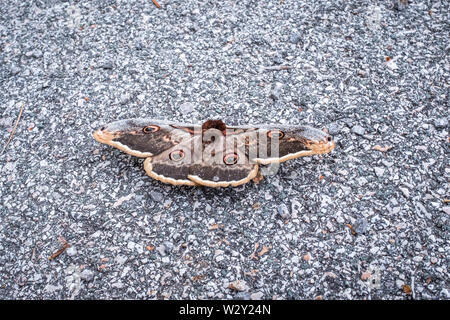 Selektiver Fokus auf eine kroatische Motte, Medveja Kroatien Stockfoto