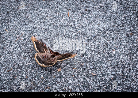 Selektiver Fokus auf eine kroatische Motte, Medveja Kroatien Stockfoto
