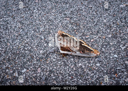 Selektiver Fokus auf eine kroatische Motte, Medveja Kroatien Stockfoto