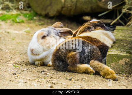 Zwei tri Farbige niederländische Bunnies zusammen auf dem Boden, beliebten niederländischen bunny Rasse aus den Niederlanden Stockfoto