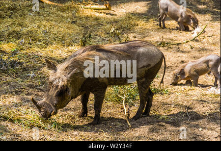 Nahaufnahme eines weiblichen gemeinsame Warzenschwein, beliebten wildes Schwein specie aus Afrika Stockfoto