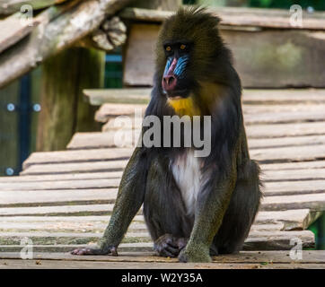 Closeup Portrait eines mandrill Affen, tropischen Primas mit einem bunten Gesicht, gefährdete Tierart aus Kamerun, Afrika Stockfoto