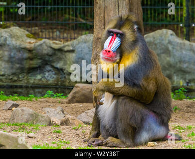 Nahaufnahme eines mandrill Affe, Großen Primas mit einem bunten Nase, gefährdete Tierart aus Kamerun, Afrika Stockfoto