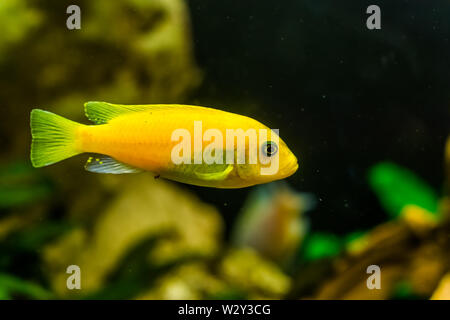 Gelbe Lake Malawi cichlid in Nahaufnahme, beliebte aqarium Pet in der Aquakultur, tropische Fische specie aus Afrika Stockfoto