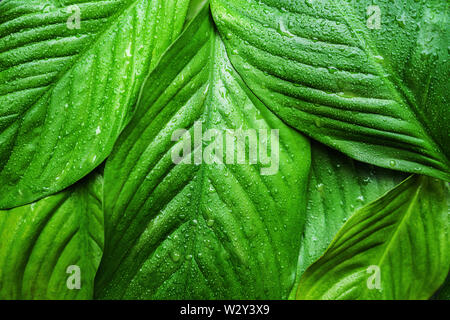 Grüne frische Blätter mit Wassertropfen, wunderschöne natürliche Hintergrund. Stockfoto