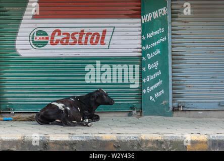 Kuh liegt außerhalb einer Garage auf einer Straße in Kathmandu Stockfoto