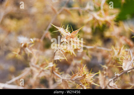 Schöne gelbe Gabel Blume mit unscharfen Hintergrund Stockfoto