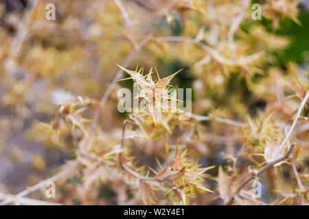 Schöne gelbe Gabel Blume mit unscharfen Hintergrund Stockfoto