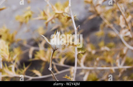 Schöne gelbe Gabel Blume mit unscharfen Hintergrund Stockfoto