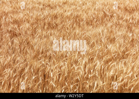 Goldenen Feld von reifem Weizen Ohren im Sommer wachsen bei windigem Wetter. Stockfoto