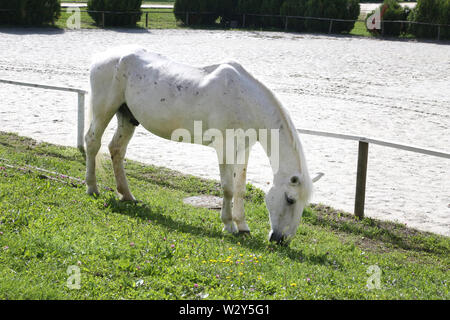 Weiß alte Lipizzanerpferd Schürfwunden auf ländlichen Animal Farm Stockfoto