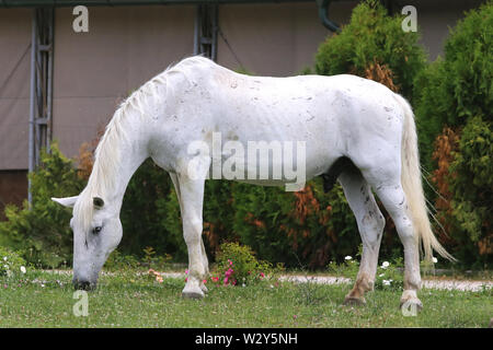 Weiß alte Lipizzanerpferd Schürfwunden auf ländlichen Animal Farm Stockfoto