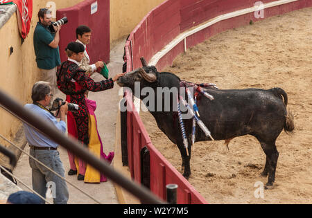 Eine passive Stier mit Banderilla-Spiein seinem Hals ist auf der Nase von einem Matador während einer Ruhepause in einem Stierkampf streichelte. Stockfoto
