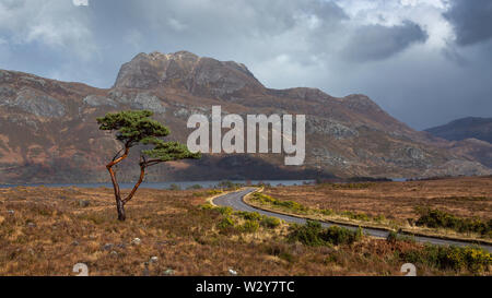 Ein einsamer Scots Pine Tree von der A832 Straße mit Slioch und Loch Maree im Hintergrund. Wester Ross, Schottland Stockfoto