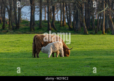 Highland Kuh und Kalb mit Kalb Zufuhr von der Mutter. Hochland, Schottland Stockfoto