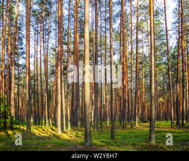 Sonnenlicht auf Bäume in einem Kiefernwald bei Sonnenuntergang. Sommer Natur Landschaft. Stockfoto