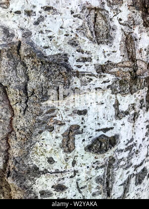 Wurzeln und Stamm von tropischen Baum Stockfoto