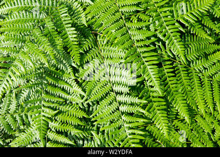 Ein abstraktes Bild von Adirondack Farne im Überfluss in den Adirondack Mountains Wilderness wächst in New York USA Stockfoto