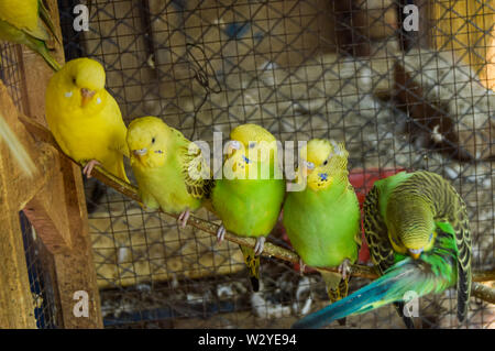 Süße grüne Vögel sitzen auf Holz Stick Stockfoto