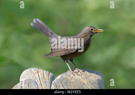 Blackbird, gemale, Niedersachsen, Deutschland, (Turdus merula) Stockfoto