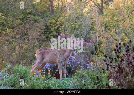 Europäische Reh, Frau im Garten, Naturpark munden, Niedersachsen, Deutschland, (Hyla arborea) Stockfoto