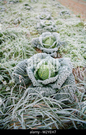 Wirsing, ökologischer Landbau, Velbert, Nordrhein-Westfalen, Deutschland, Europa, (Brassica oleracea convar. capitata var. sabauda) Stockfoto