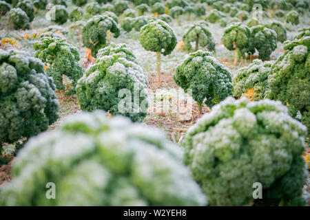 Kale, ökologischer Landbau, Velbert, Nordrhein-Westfalen, Deutschland, Europa, (Brassica oleracea var. sabellica) Stockfoto