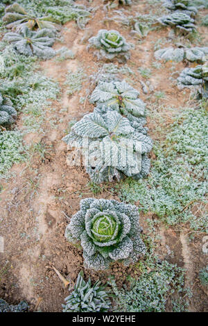 Wirsing, ökologischer Landbau, Velbert, Nordrhein-Westfalen, Deutschland, Europa, (Brassica oleracea convar. capitata var. sabauda) Stockfoto