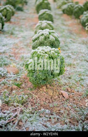Kale, ökologischer Landbau, Velbert, Nordrhein-Westfalen, Deutschland, Europa, (Brassica oleracea var. sabellica) Stockfoto