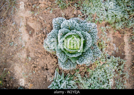 Wirsing, ökologischer Landbau, Velbert, Nordrhein-Westfalen, Deutschland, Europa, (Brassica oleracea convar. capitata var. sabauda) Stockfoto