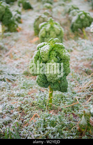 Kale, ökologischer Landbau, Velbert, Nordrhein-Westfalen, Deutschland, Europa, (Brassica oleracea var. sabellica) Stockfoto