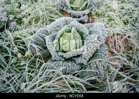 Wirsing, ökologischer Landbau, Velbert, Nordrhein-Westfalen, Deutschland, Europa, (Brassica oleracea convar. capitata var. sabauda) Stockfoto