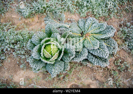 Wirsing, ökologischer Landbau, Velbert, Nordrhein-Westfalen, Deutschland, Europa, (Brassica oleracea convar. capitata var. sabauda) Stockfoto