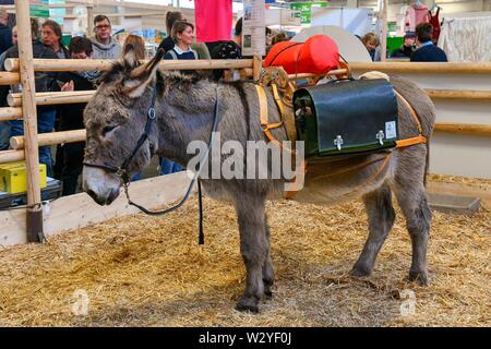 Esel, Tierhalle, Grüne Woche, Messe, Berlin, Deutschland, Grüne Woche Stockfoto