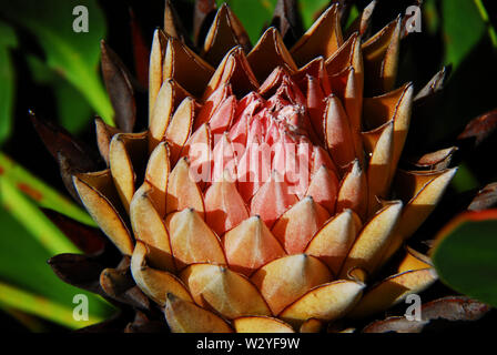 Nahaufnahme der Blüte eines Königs Protea in der Nationalen Harold Porter Botanischen Gärten Südafrikas. Stockfoto