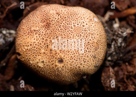 Leopard Earthball Pilz, (Sklerodermie areolatum) Stockfoto