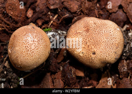 Leopard Earthball Pilz, (Sklerodermie areolatum) Stockfoto