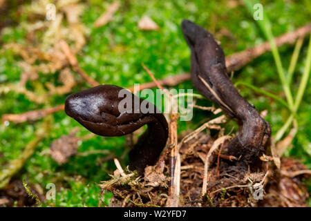 Dunkel Lila Earthtongue, (Geoglossum atropurpureum) Stockfoto