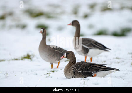 White-fronted goose, im Winter, Januar, Nordrhein-Westfalen, Deutschland, (Anser Albifrons) Stockfoto