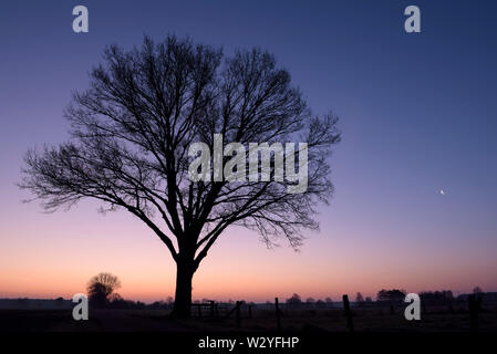 Einsamer Baum in der Morgendämmerung und Mond, Februar, Dingdener Heide, Nordrhein-Westfalen, Deutschland Stockfoto