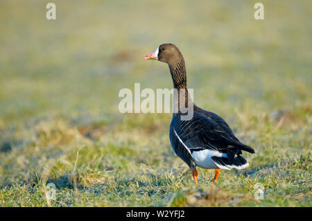 White-fronted goose, im Winter, Januar, Nordrhein-Westfalen, Deutschland, (Anser Albifrons) Stockfoto