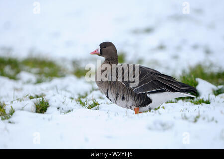 White-fronted goose, im Winter, Januar, Nordrhein-Westfalen, Deutschland, (Anser Albifrons) Stockfoto