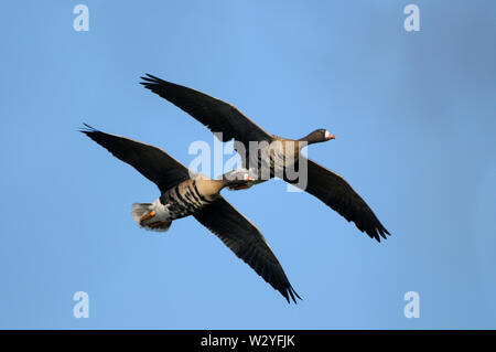 White-fronted goose, Paar im Flug, Februar, Dingdener Heide, Nordrhein-Westfalen, Deutschland, (Anser Albifrons) Stockfoto