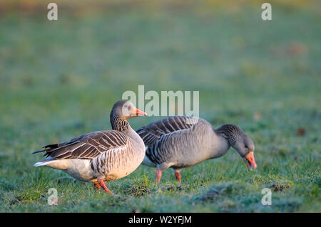 Graugans, Paar, Februar, Dingdener Heide, Nordrhein-Westfalen, Deutschland, (Anser anser) Stockfoto