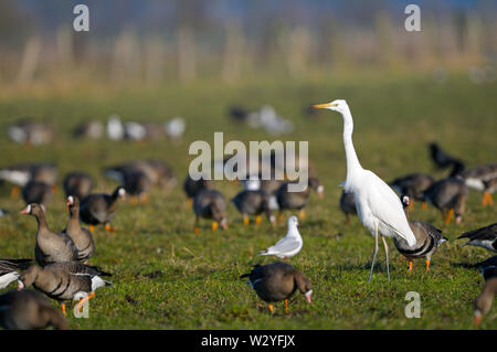 White-fronted goose und Silberreiher, Februar, Dingdener Heide, Nordrhein-Westfalen, Deutschland, (Anser Albifrons), (Casmerodius alba) Stockfoto