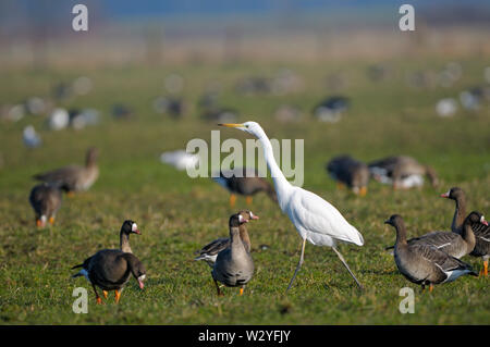 White-fronted goose und Silberreiher, Februar, Dingdener Heide, Nordrhein-Westfalen, Deutschland, (Anser Albifrons), (Casmerodius alba) Stockfoto