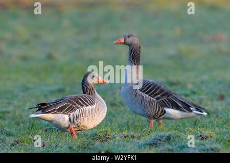 Graugans, Paar, Februar, Dingdener Heide, Nordrhein-Westfalen, Deutschland, (Anser anser) Stockfoto